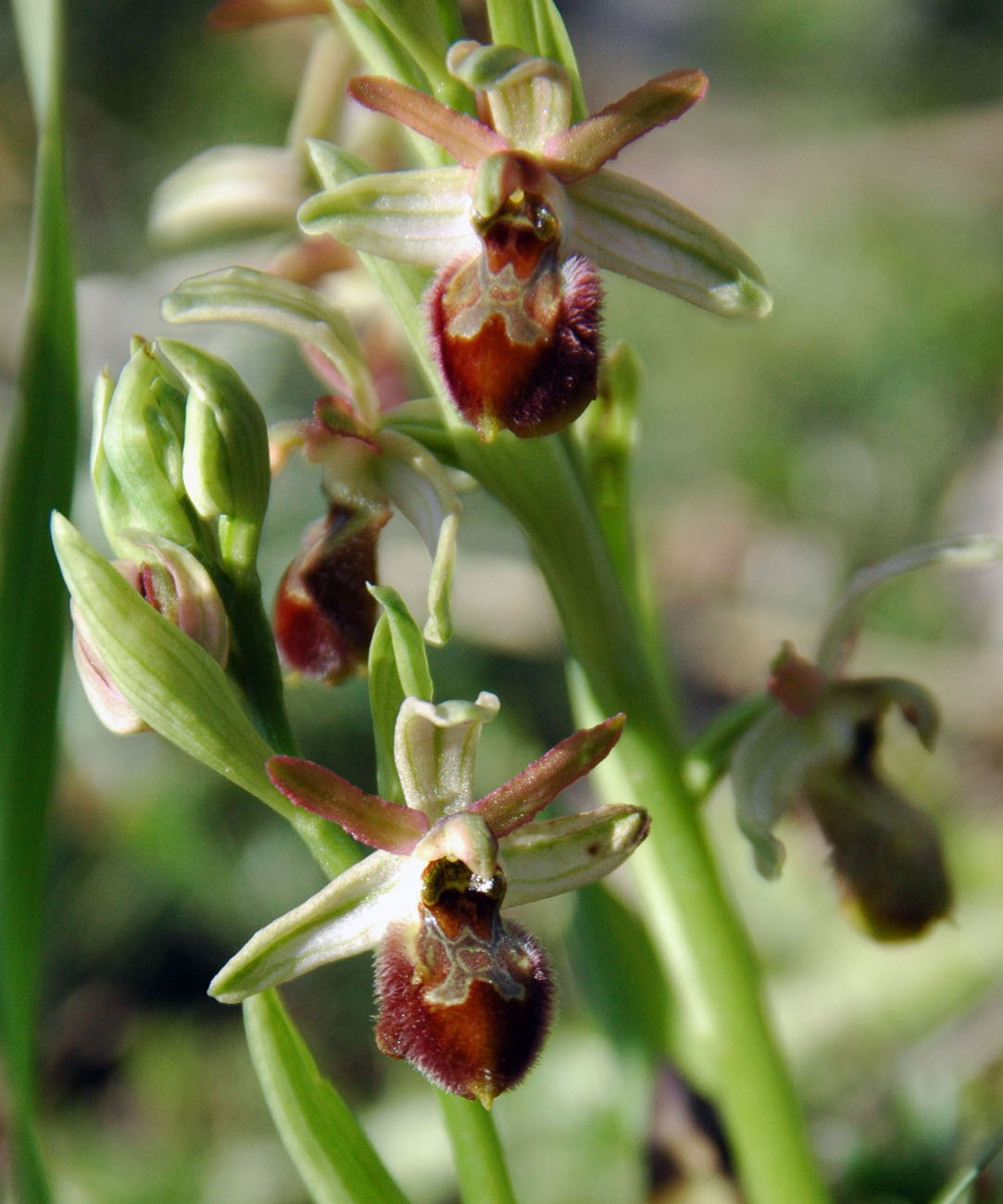 Ophrys sphegodes da determinare